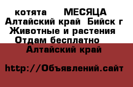 котята 1,5 МЕСЯЦА - Алтайский край, Бийск г. Животные и растения » Отдам бесплатно   . Алтайский край